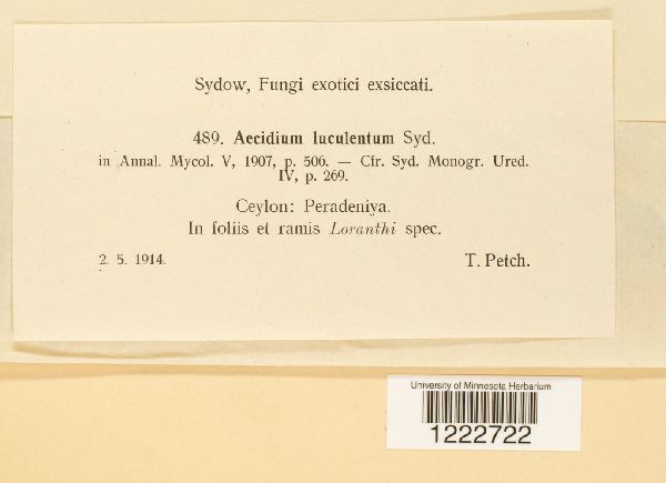 Aecidium luculentum image