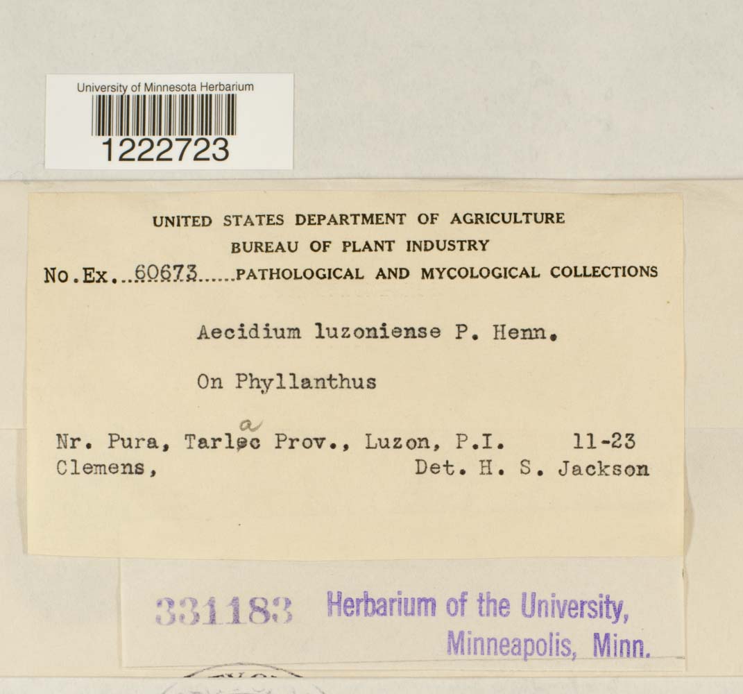 Aecidium luzoniense image