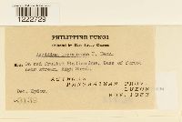 Aecidium luzoniense image