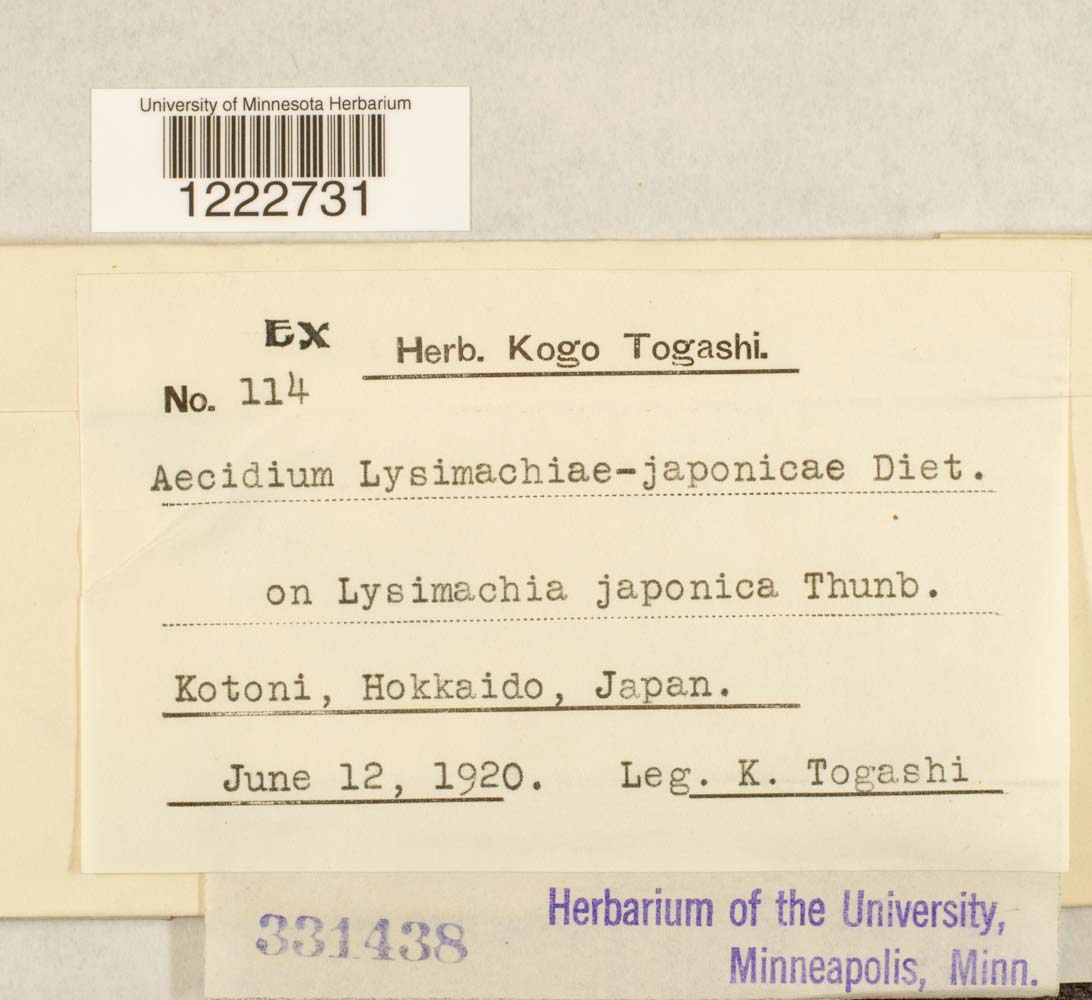 Aecidium lysimachiae-japonicae image