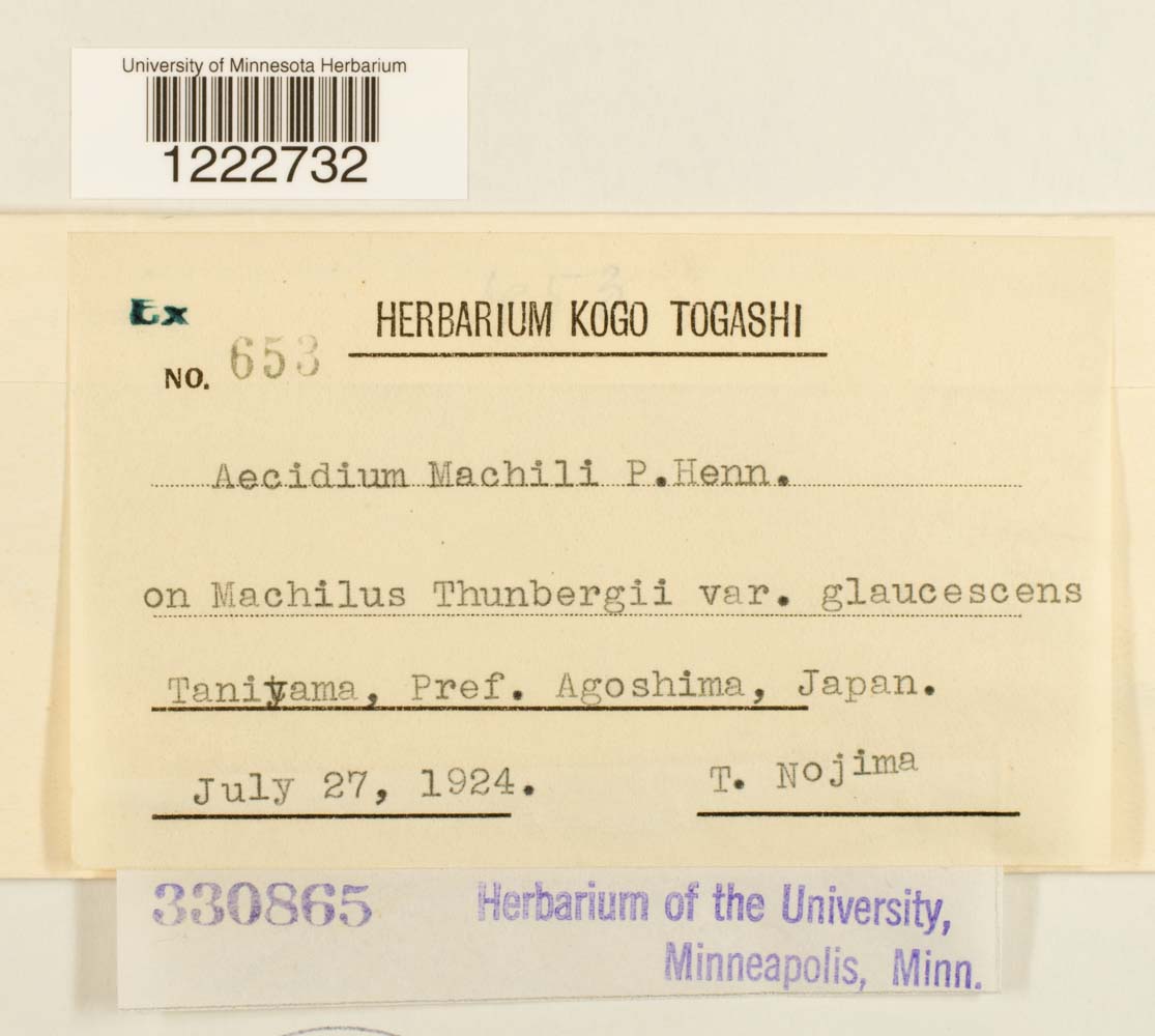 Aecidium machili image