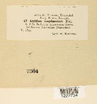 Aecidium magelaenicum image