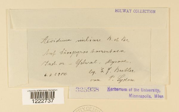 Aecidium miliare image