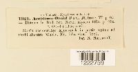Aecidium orobi image