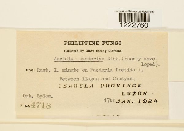 Aecidium paederiae image