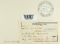 Aecidium paederiae image