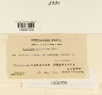 Aecidium paederiae image