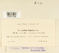 Aecidium paederiae image