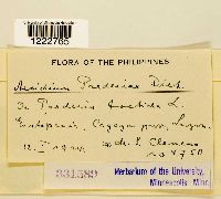 Aecidium paederiae image