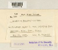 Aecidium plantaginis image