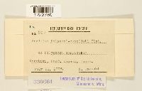 Aecidium polygoni-cuspidati image