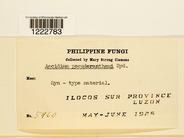 Aecidium pseuderanthemi image