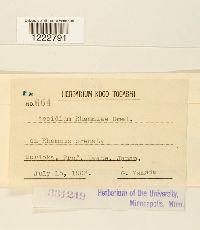 Aecidium rhamni image