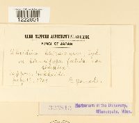 Aecidium shiraianum image