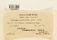 Aecidium superficiale image