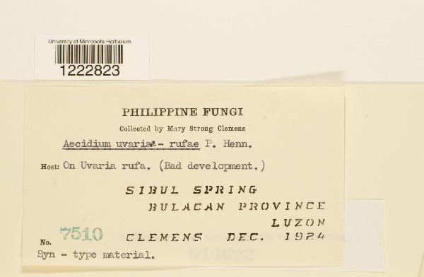 Aecidium uvariae-rufae image