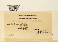 Aecidium uvariae-rufae image