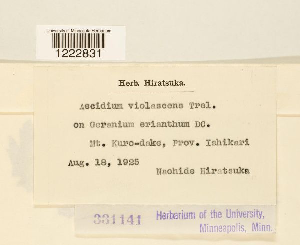 Aecidium violascens image