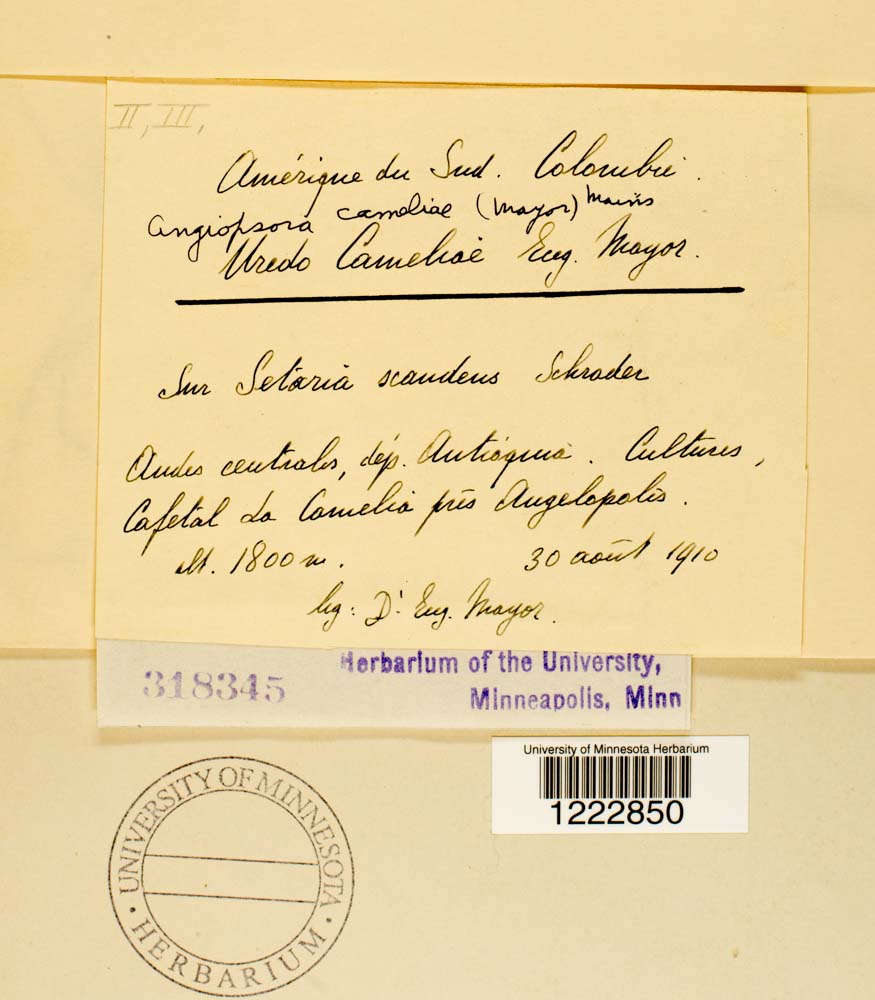 Angiopsora cameliae image