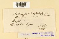 Anthomyces brasiliensis image