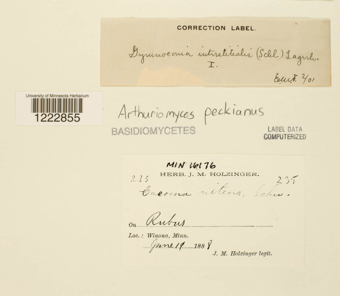 Arthuriomyces peckianus image