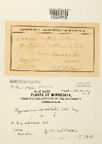 Arthuriomyces peckianus image