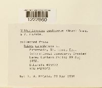 Arthuriomyces peckianus image