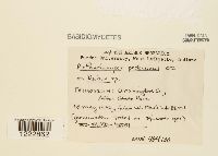 Arthuriomyces peckianus image