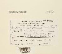 Arthuriomyces peckianus image