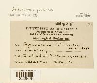 Arthuriomyces peckianus image