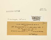 Arthuriomyces peckianus image