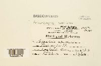 Arthuriomyces peckianus image