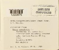 Arthuriomyces peckianus image