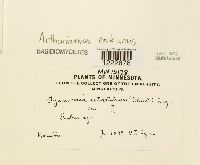 Arthuriomyces peckianus image