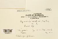 Arthuriomyces peckianus image