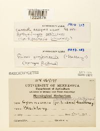 Arthuriomyces peckianus image