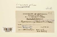 Arthuriomyces peckianus image