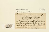 Arthuriomyces peckianus image