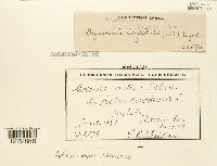 Arthuriomyces peckianus image