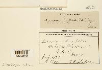 Arthuriomyces peckianus image