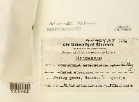 Arthuriomyces peckianus image