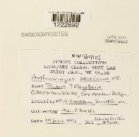 Arthuriomyces peckianus image