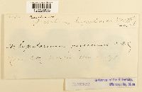 Baeodromus eupatorii image