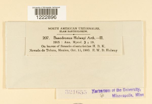 Baeodromus holwayi image