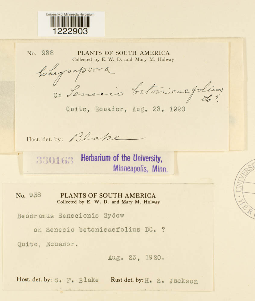 Baeodromus senecionis image