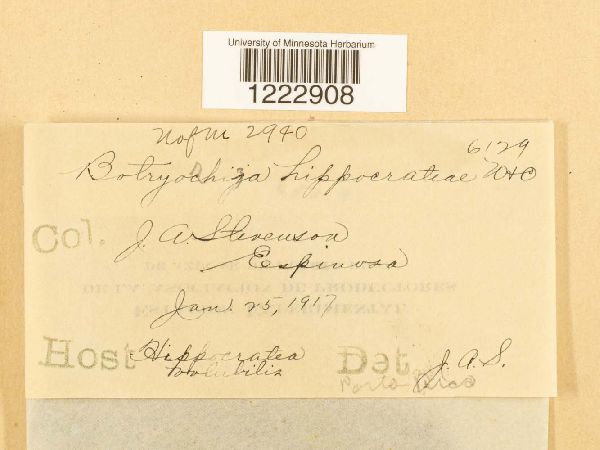 Botryorhiza hippocrateae image