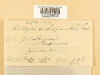 Media resource of Botryorhiza hippocrateae