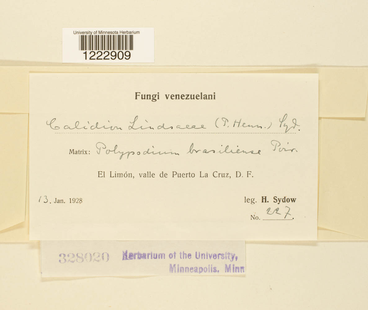 Calidion lindsaeae image