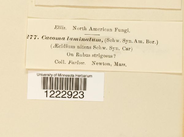 Caeoma luminatum image