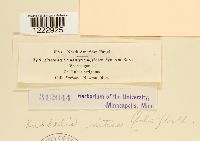 Caeoma luminatum image